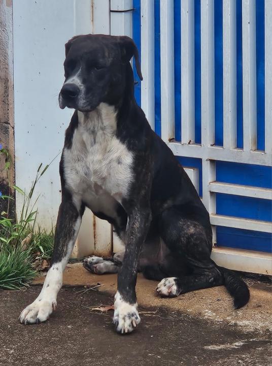 Cães que circulam pelo Jardim Imperador preocupam moradores ...